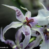 Orchideen Ausstellung in der Orangerie Elfenau 018.jpg